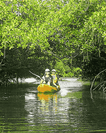 Kayaking in Mangroves